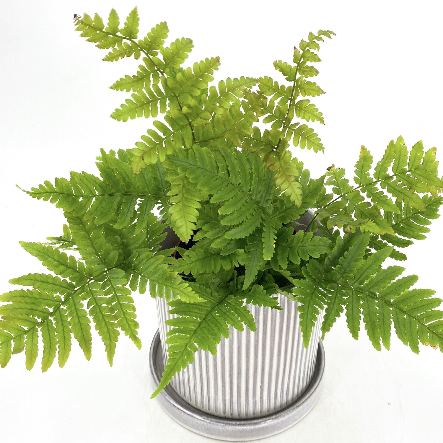 4" FERN IN POT 4" FERN IN POT