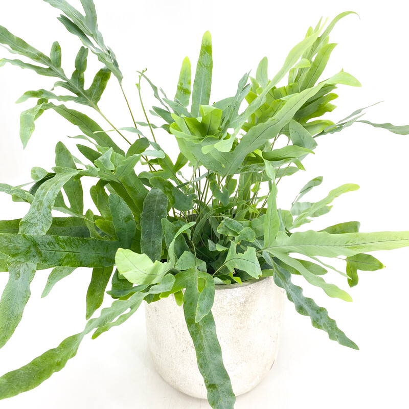VIRGINIA BLUE FERN IN POT
