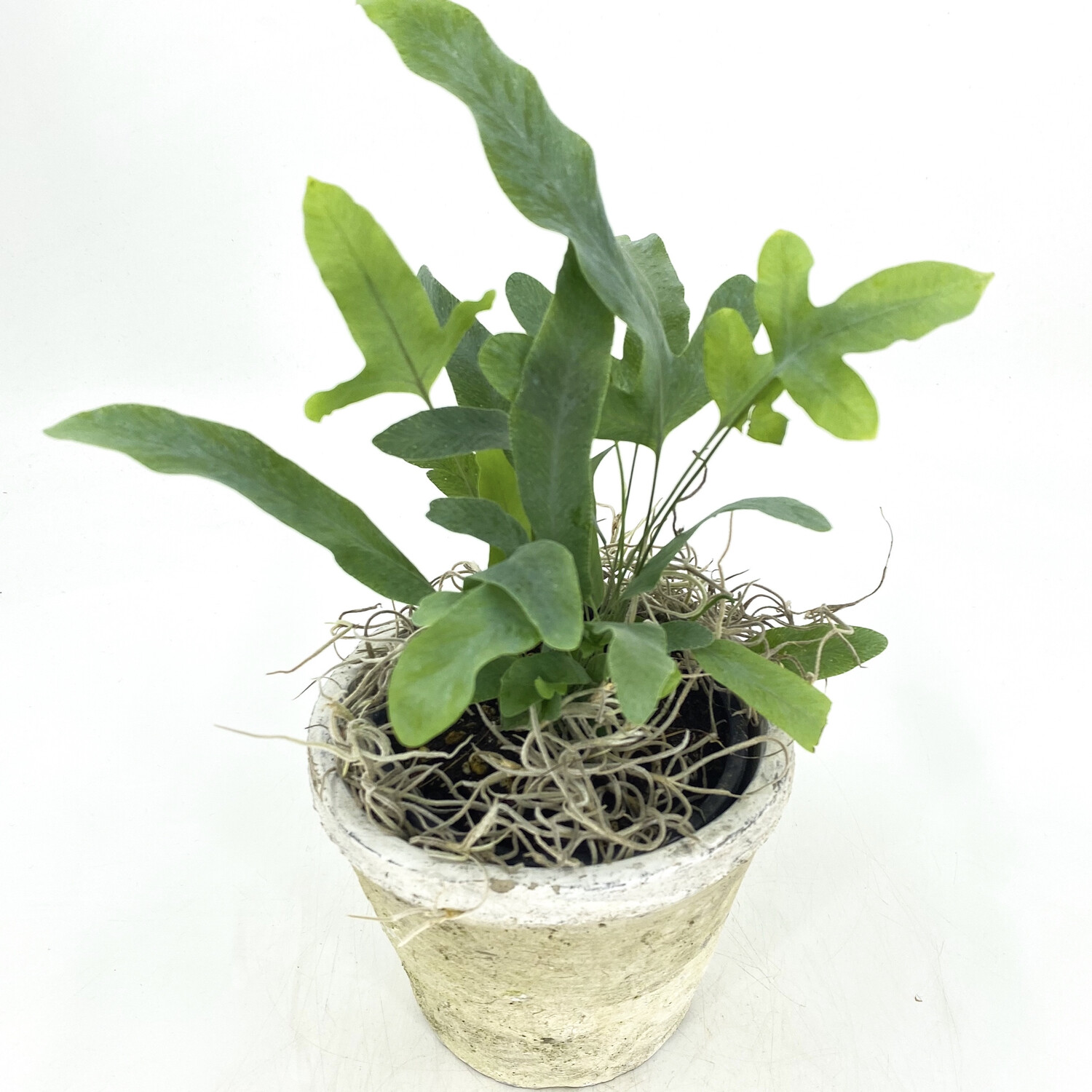 4" VIRGINIA BLUE FERN IN POT 4" VIRGINIA BLUE FERN IN POT