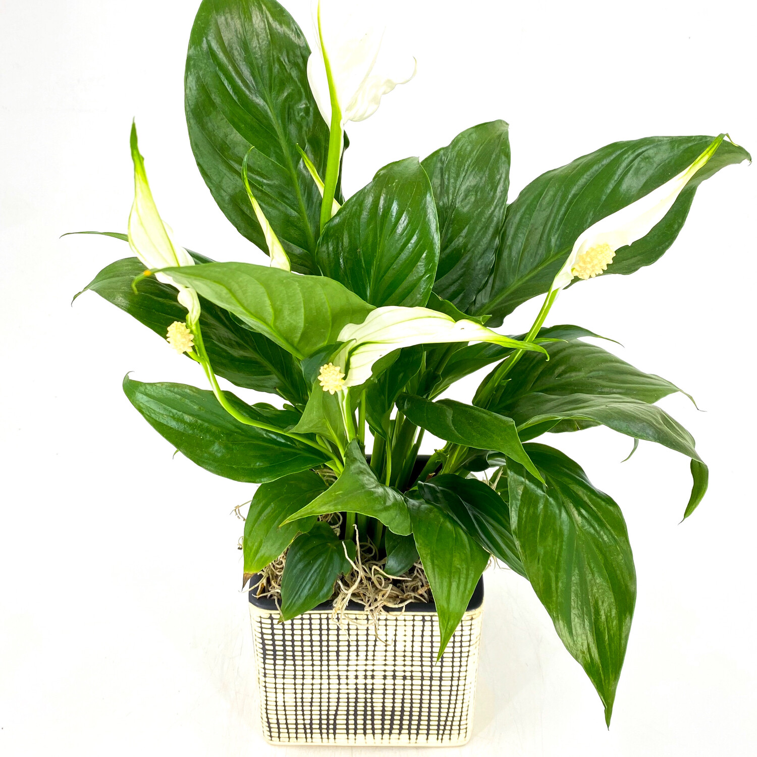 4" PEACE LILY IN CHECKERED POT 4" PEACE LILY IN CHECKERED POT