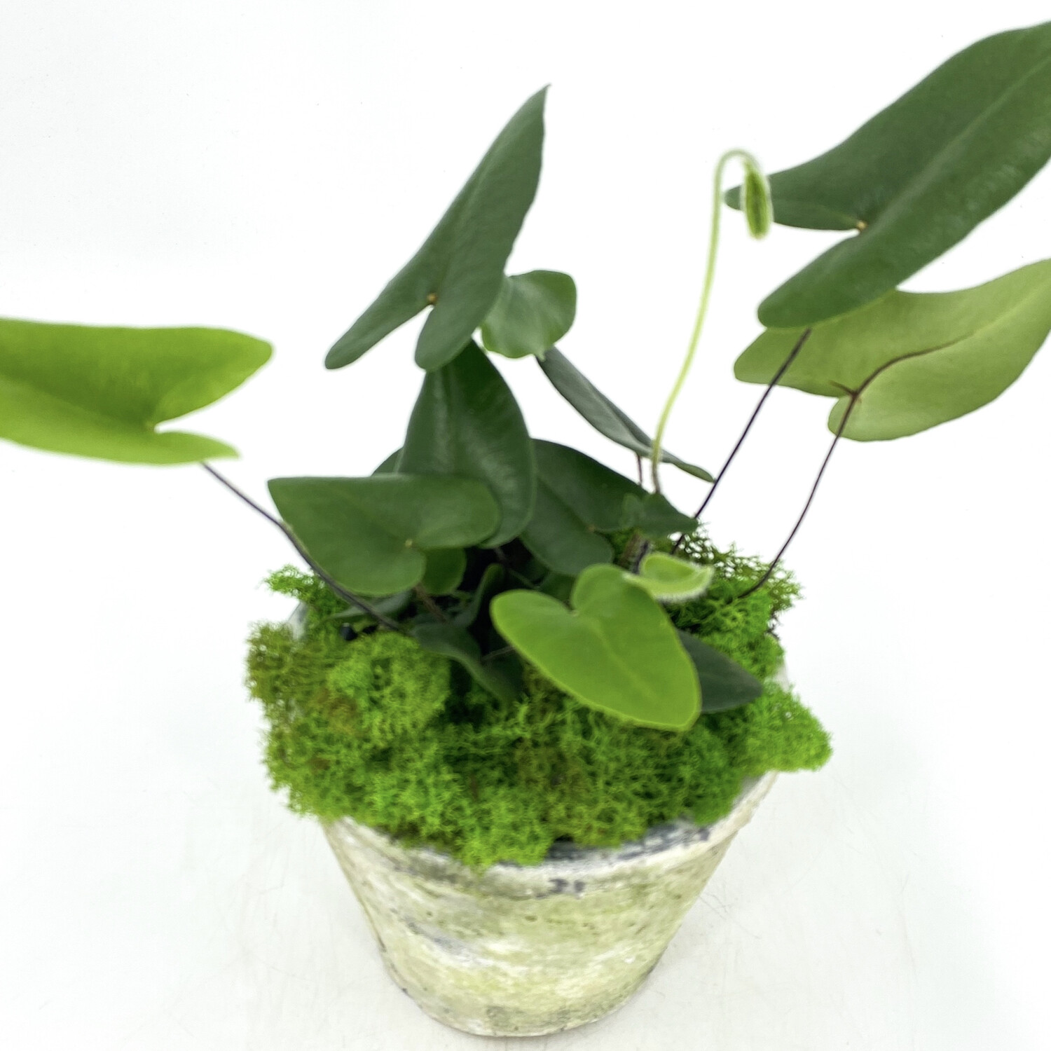 4" HEART FERN IN POT 4" HEART FERN IN POT