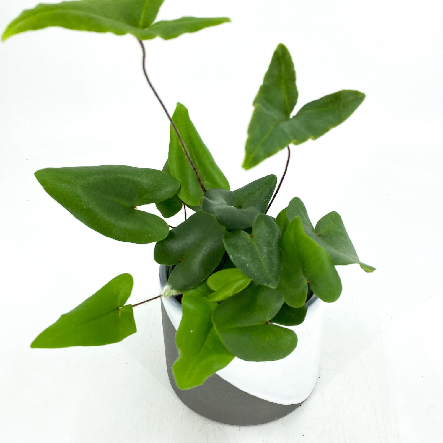4" HEART FERN IN DIAGONAL POT 4" HEART FERN IN DIAGONAL POT