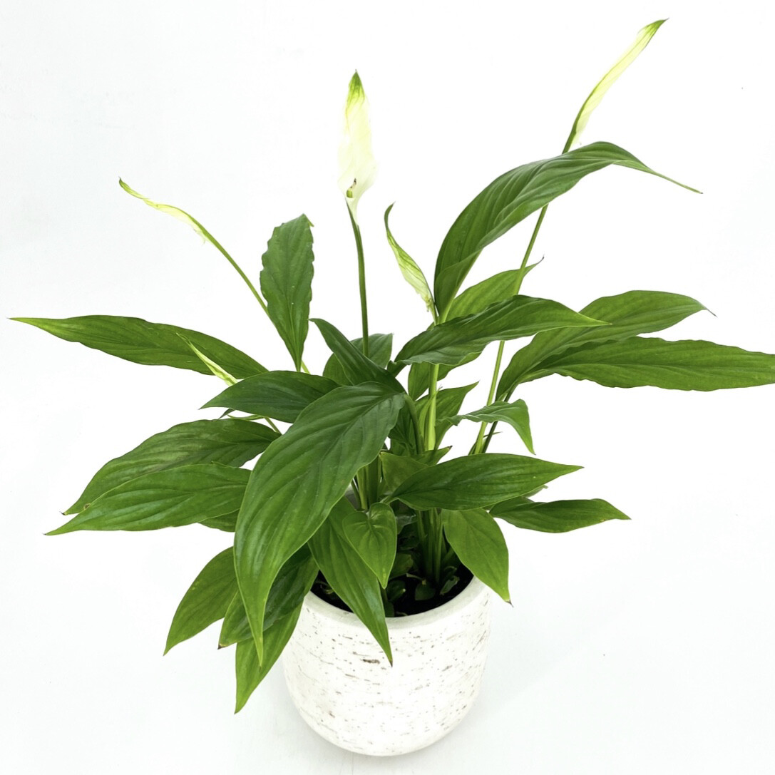 4" PEACE LILY IN POT 4" PEACE LILY IN POT