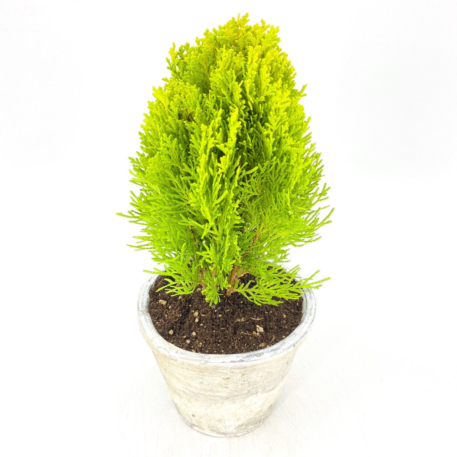 4” ARBORVITAE MORGAN IN POT 4” ARBORVITAE MORGAN IN POT