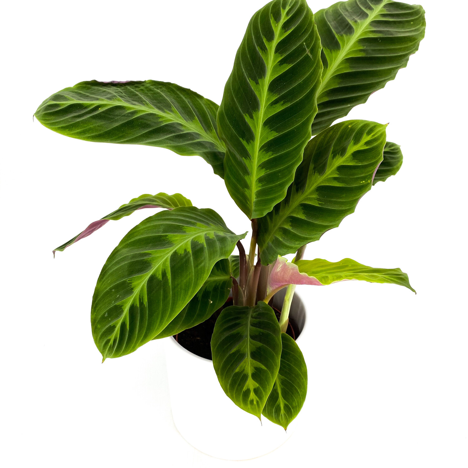 CALATHEA JUNGLE VELVET