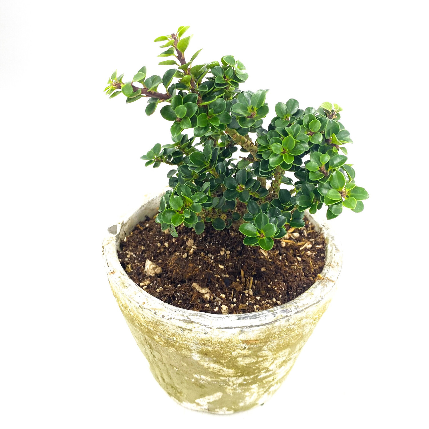 4” DWARF PAGODA JAPANESE HOLLY IN POT 4” DWARF PAGODA JAPANESE HOLLY IN POT