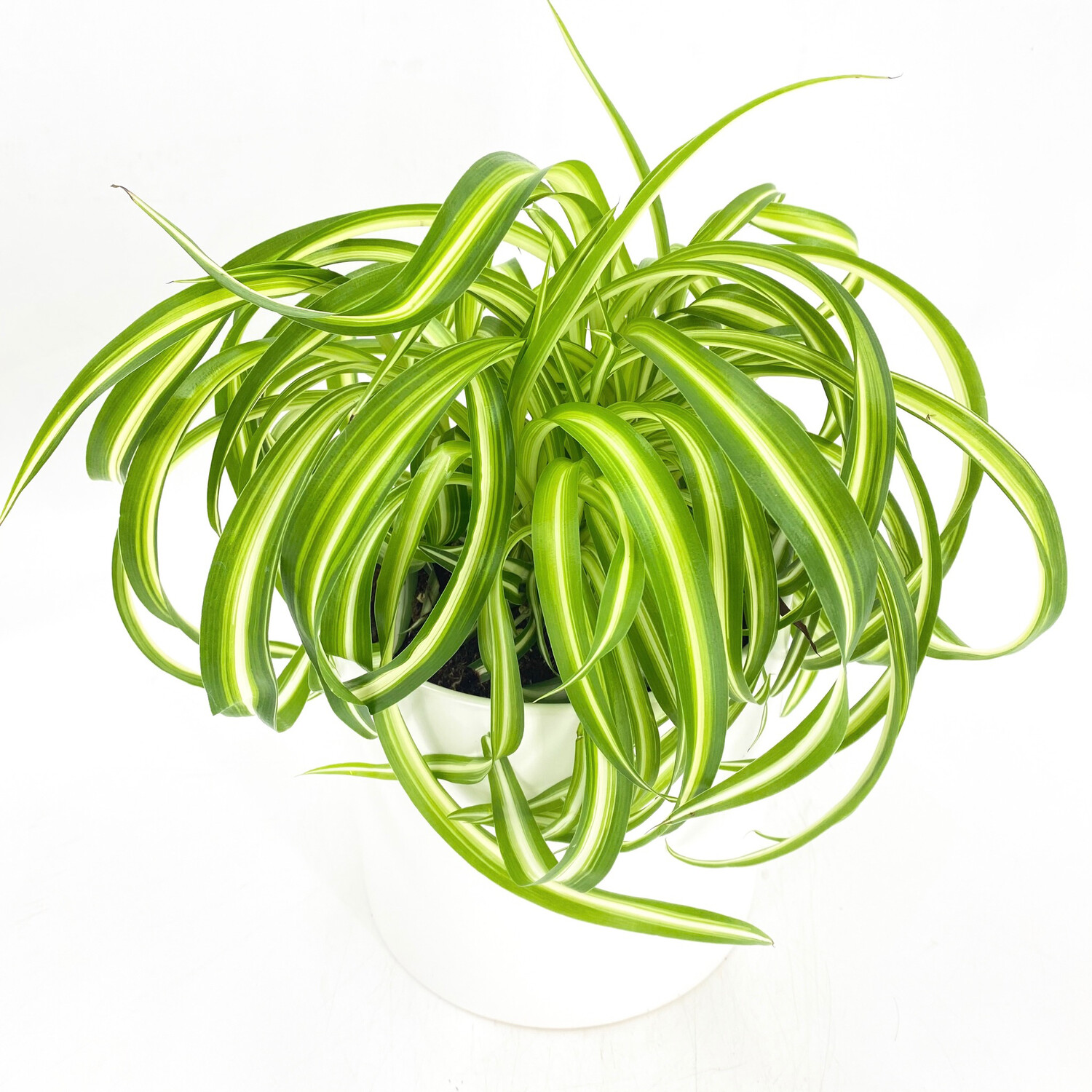 SPIDER PLANT SPIDER PLANT