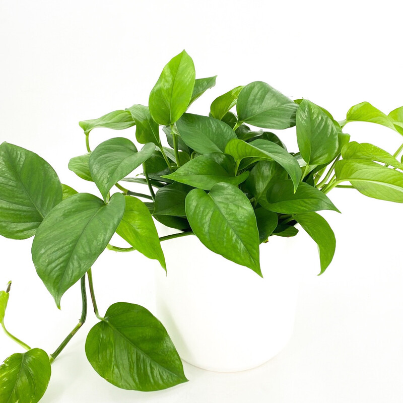 POTHOS IN POT