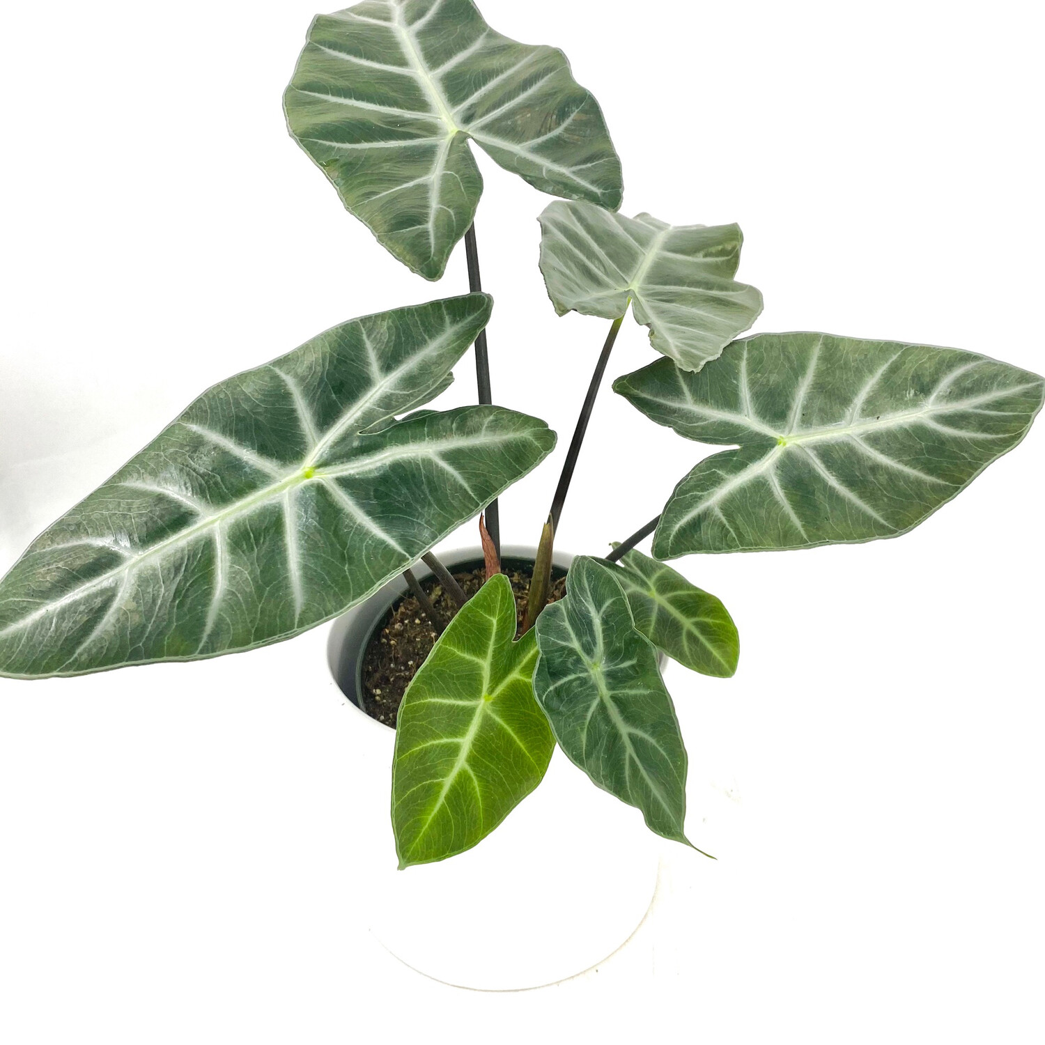ALOCASIA SAFARI EBONY ALOCASIA SAFARI EBONY