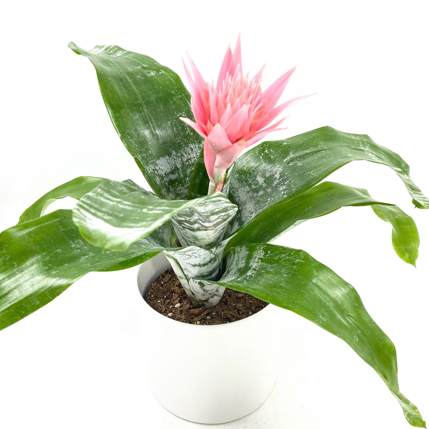 PINK BROMELIAD PINK BROMELIAD
