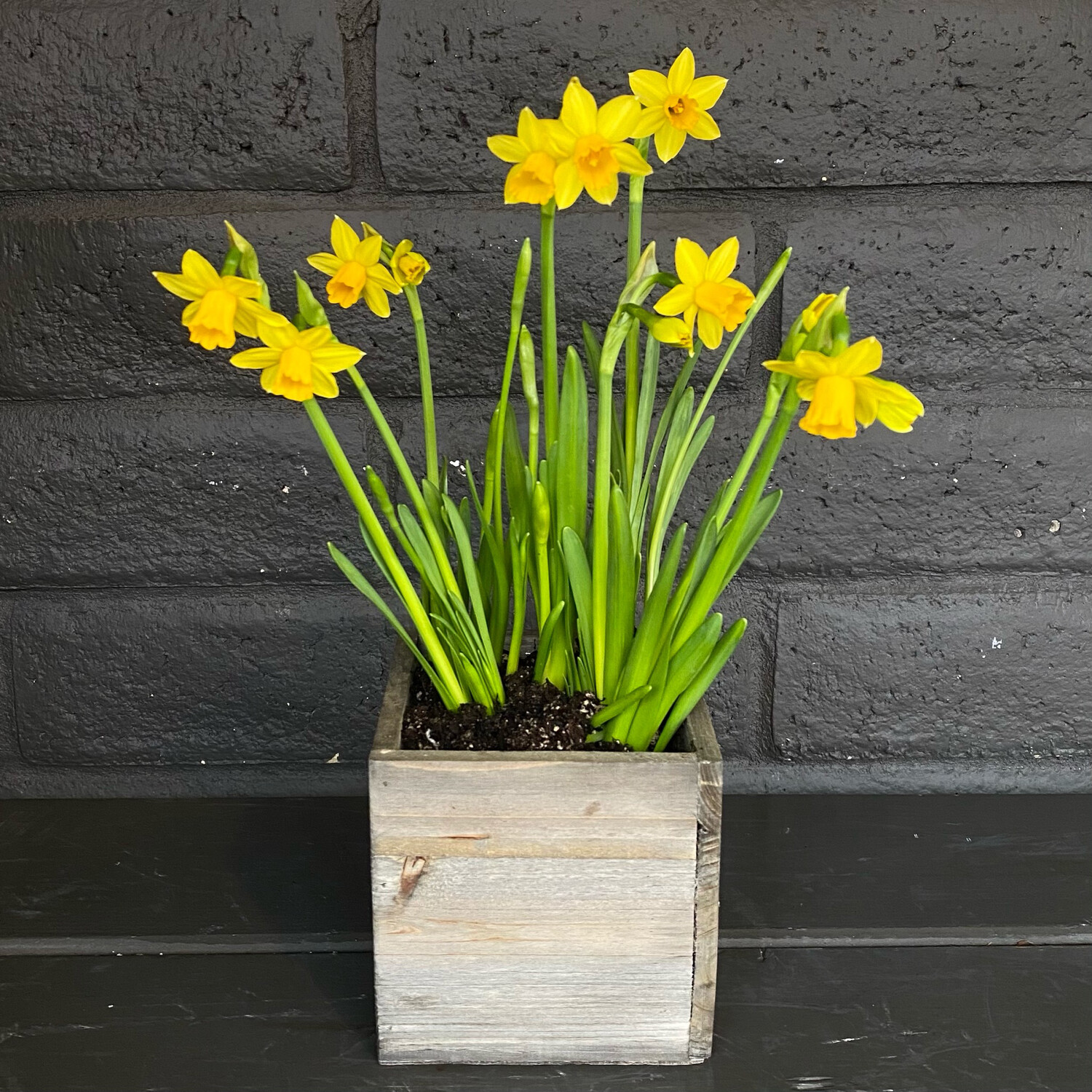 DAFFODILS IN CEDAR BOX DAFFODILS IN CEDAR BOX