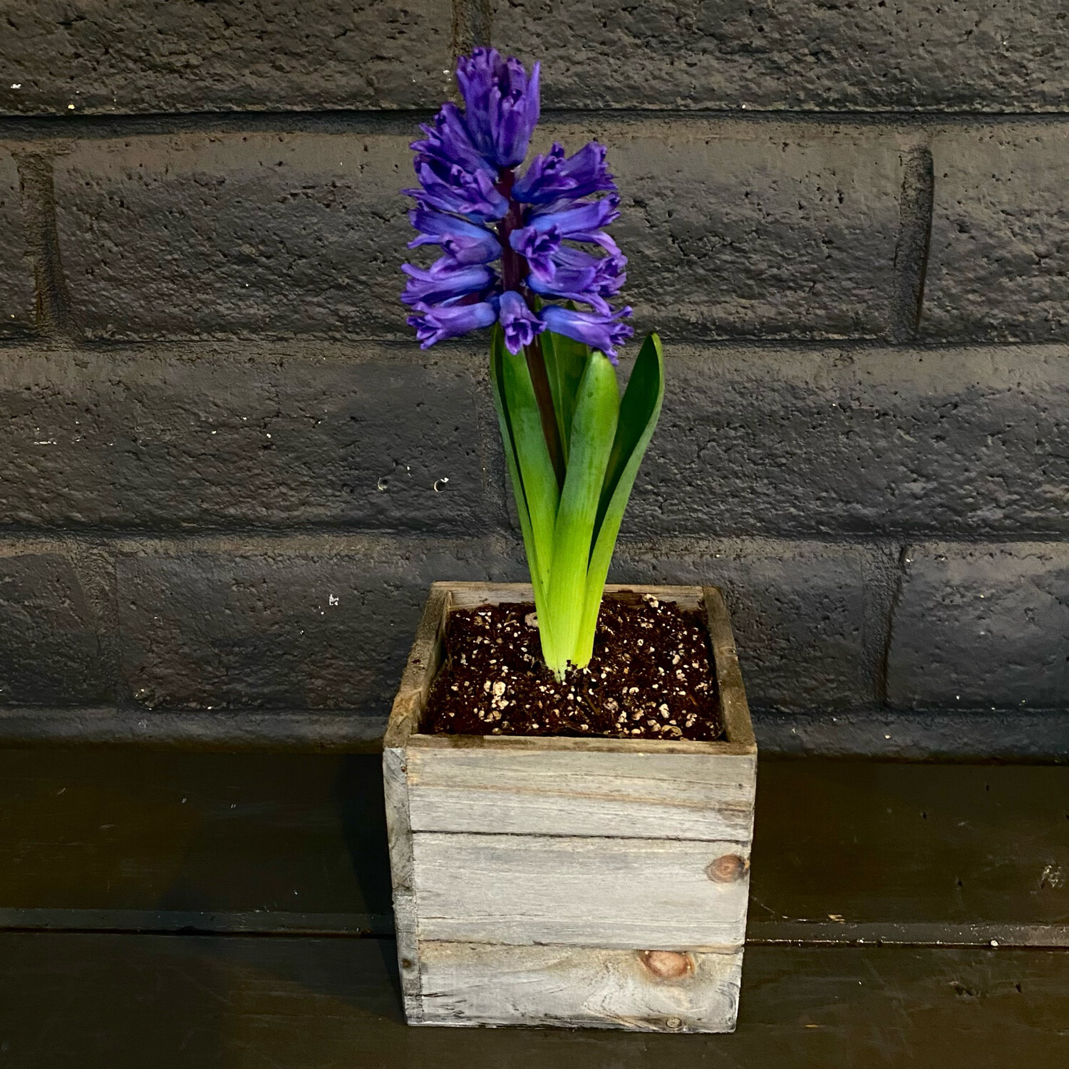 HYACINTH IN CEDAR BOX: 1 BULB HYACINTH IN CEDAR BOX: 1 BULB