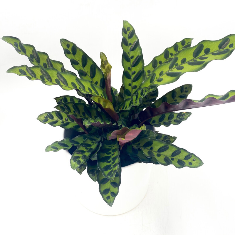 CALATHEA RATTLESNAKE IN POT
