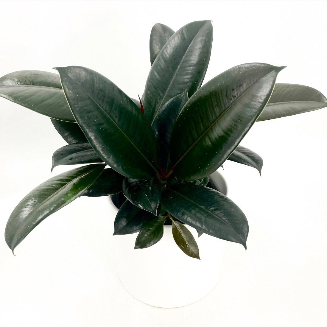 RUBBER PLANT BURGUNDY RUBBER PLANT BURGUNDY