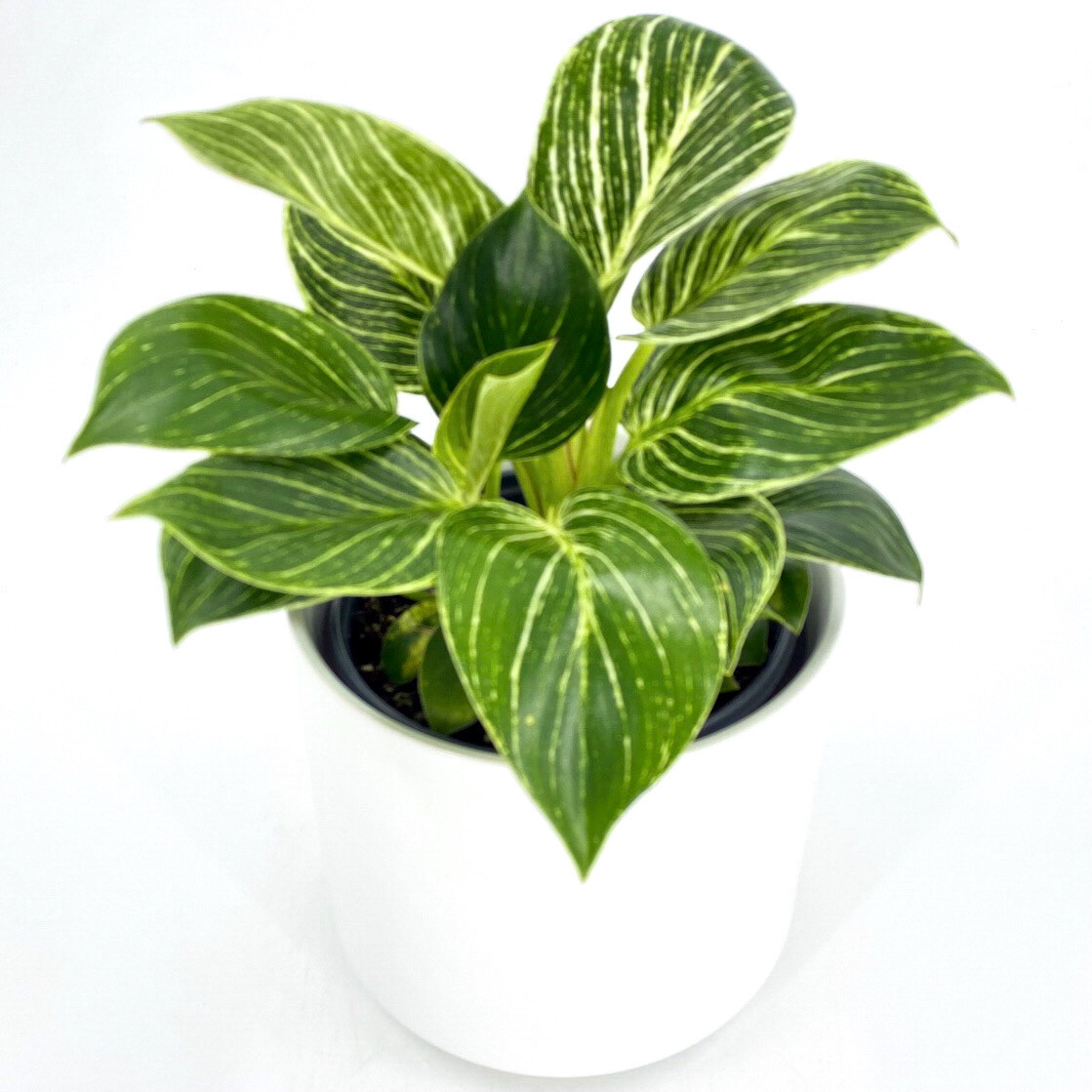 PHILODENDRON 'BIRKIN' PHILODENDRON 'BIRKIN'