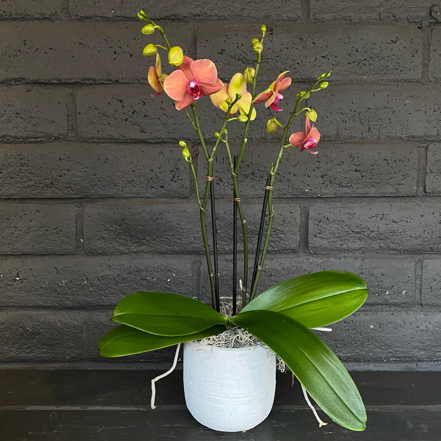 PHALAENOPSIS ORCHID: SUNSET PHALAENOPSIS ORCHID: SUNSET