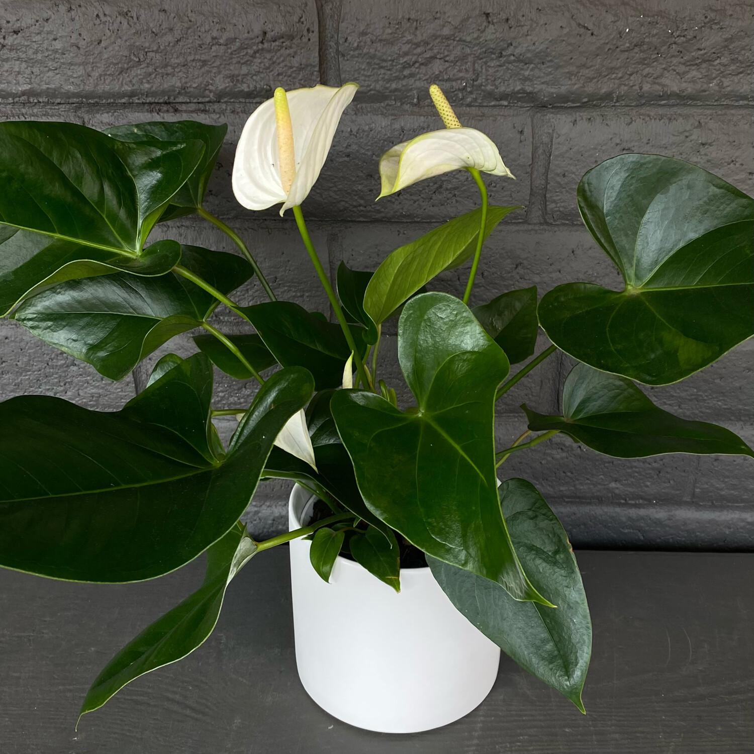 ANTHURIUM: WHITE ANTHURIUM: WHITE
