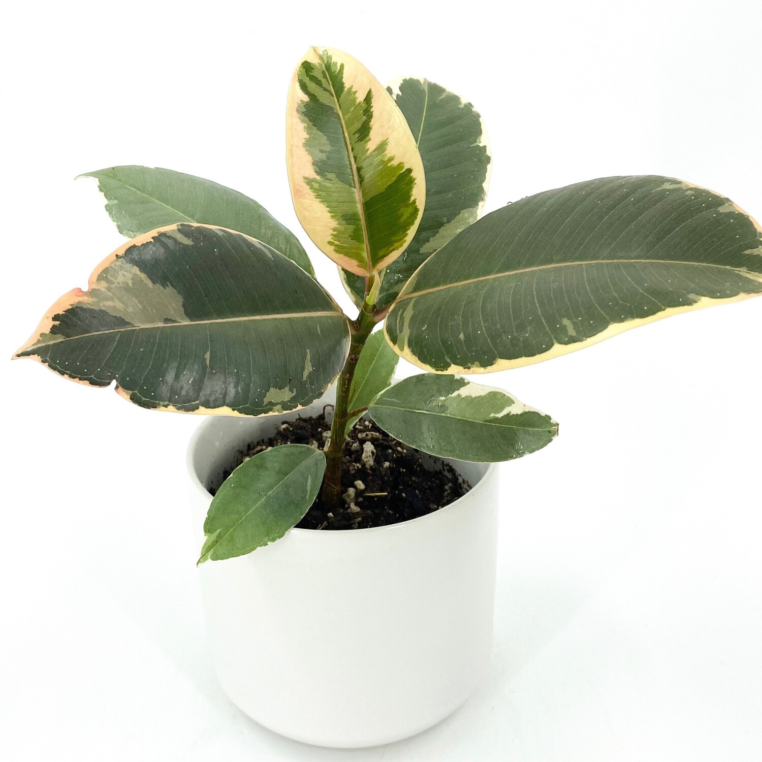 FICUS TINEKE FICUS TINEKE