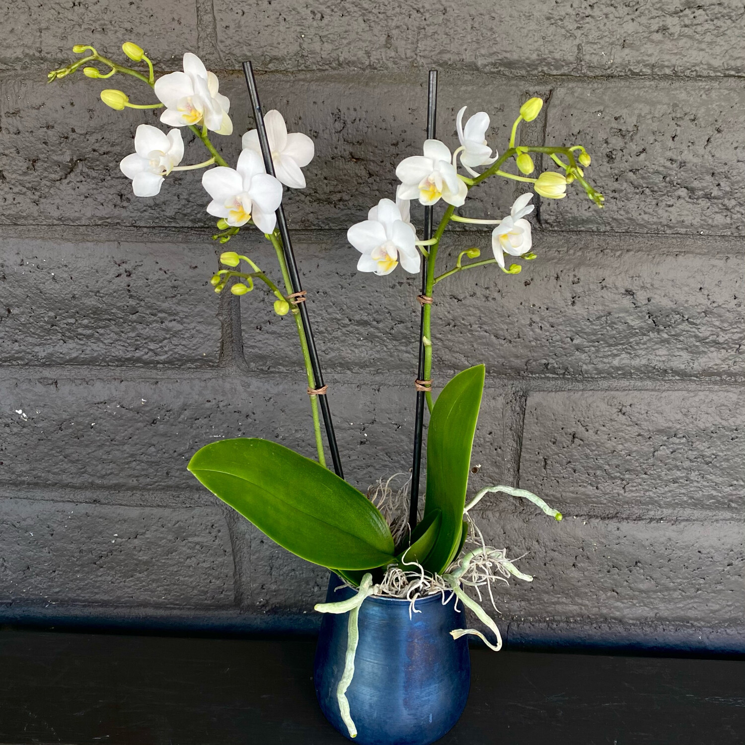 MINI PHALAENOPSIS ORCHID: WHITE IN ONYX POT MINI PHALAENOPSIS ORCHID: WHITE IN ONYX POT