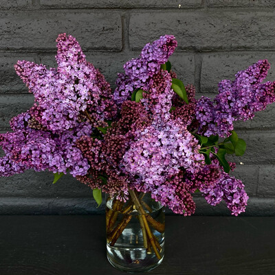 LOCAL LILAC! (size options)