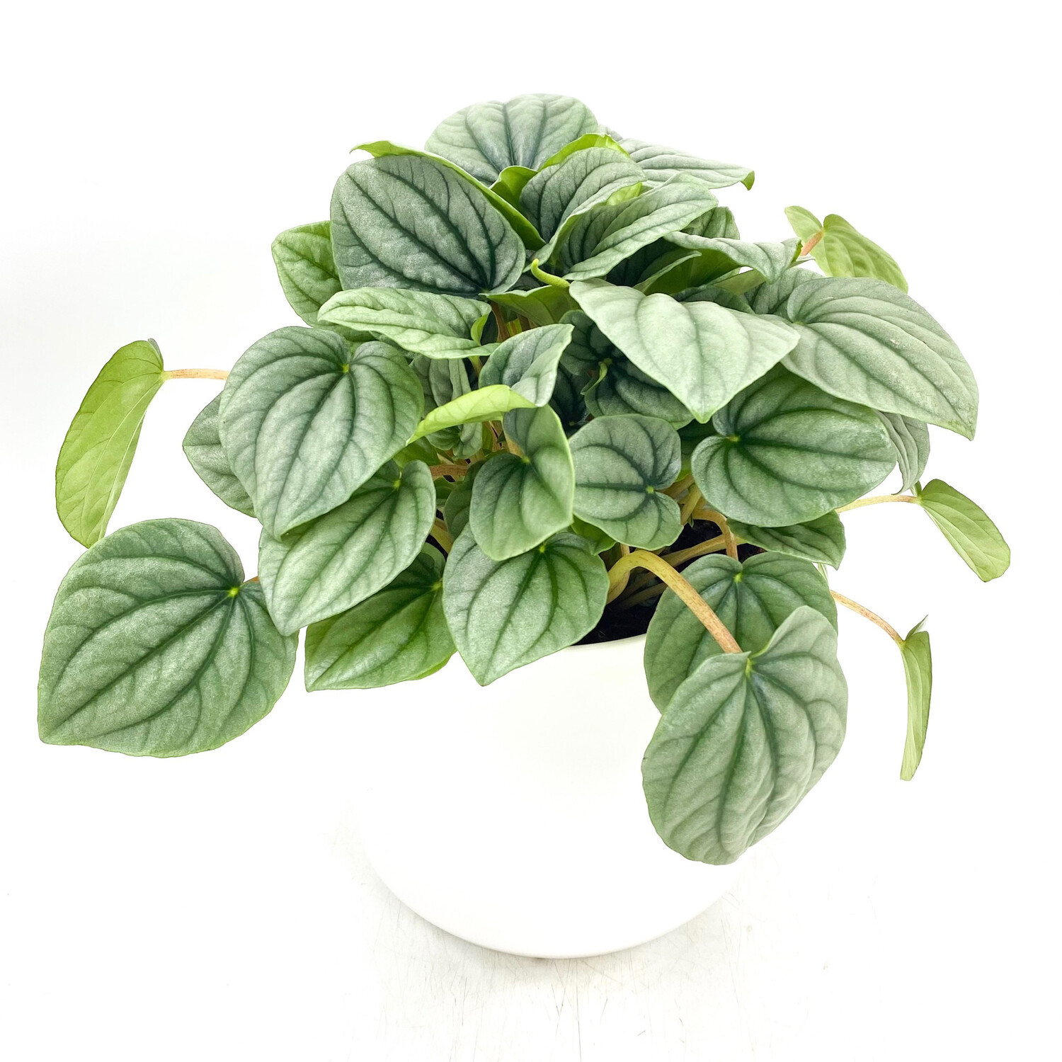 PEPEROMIA SILVER RIPPLE PEPEROMIA SILVER RIPPLE