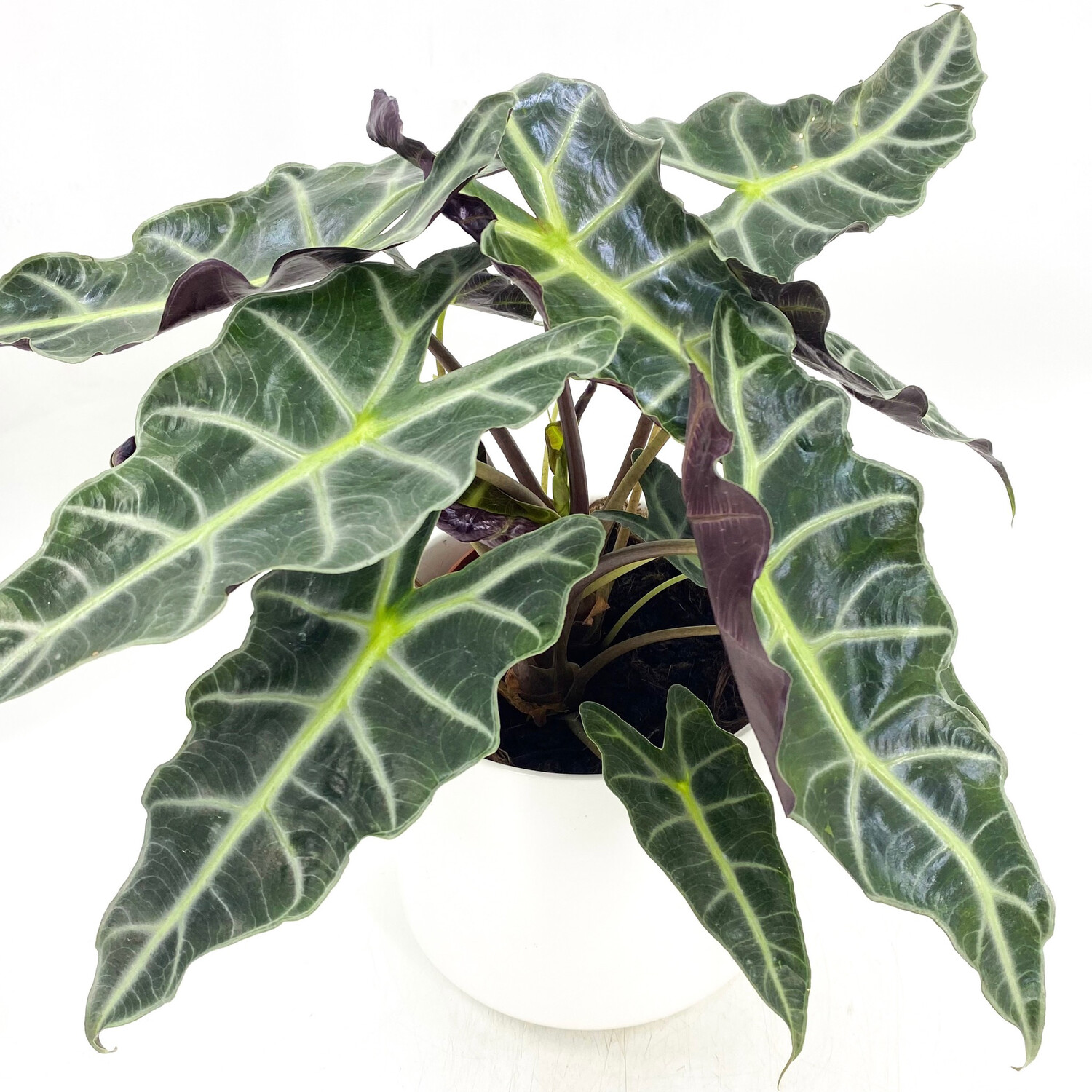ALOCASIA AMAZONICA ALOCASIA AMAZONICA