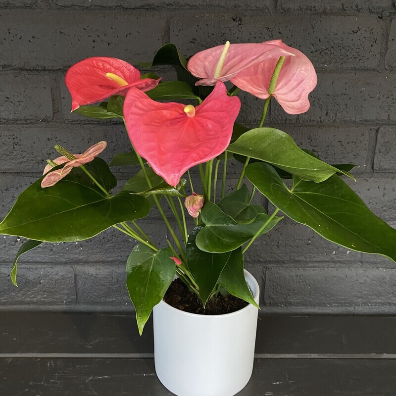 ANTHURIUM: PINK IN POT