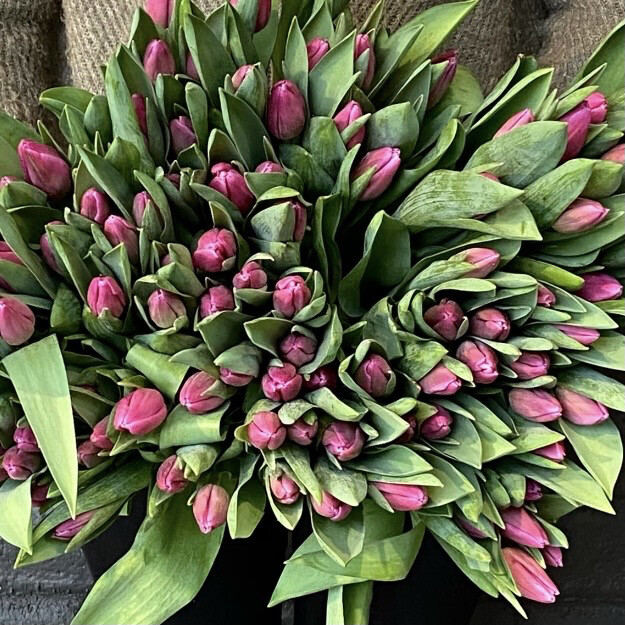 TULIPS! LOOSE WRAP (color options)
