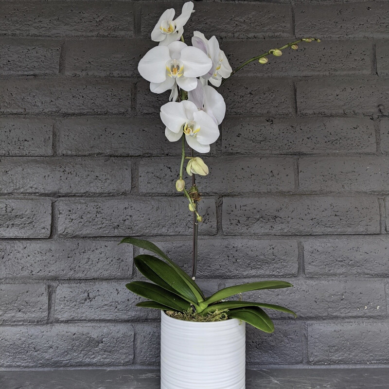 PHALAENOPSIS ORCHID: WHITE