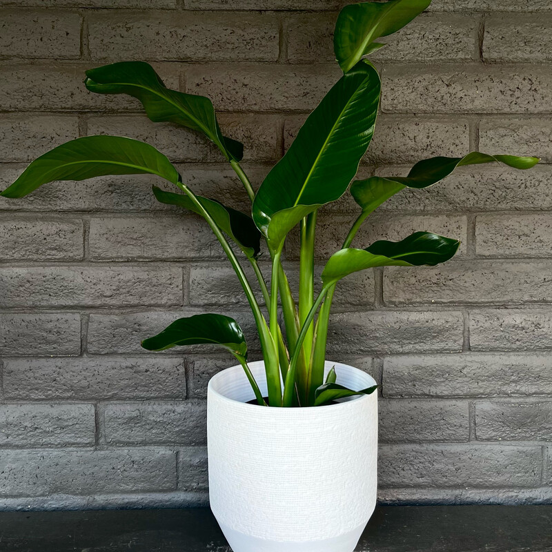 10” BIRD OF PARADISE