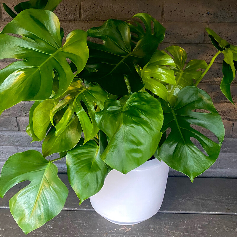 10” MONSTERA DELICIOSA