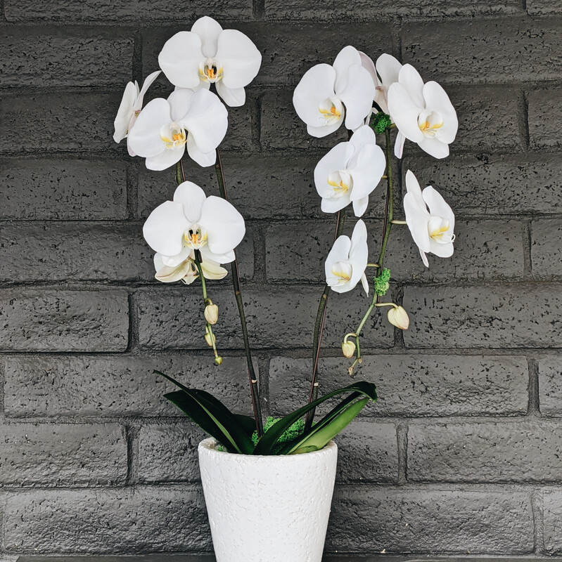 DOUBLE PHALAENOPSIS ORCHID: WHITE