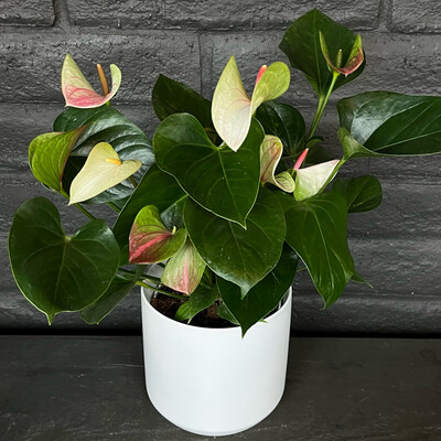 POTTED PINK & GREEN ANTHURIUM