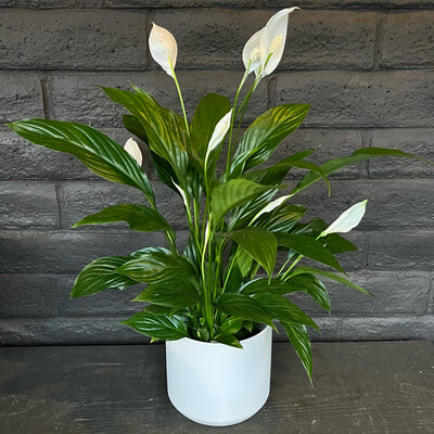 POTTED 6” PEACE LILY