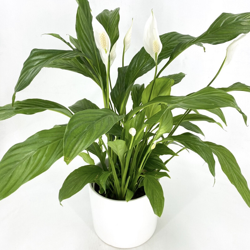 PEACE LILY IN POT