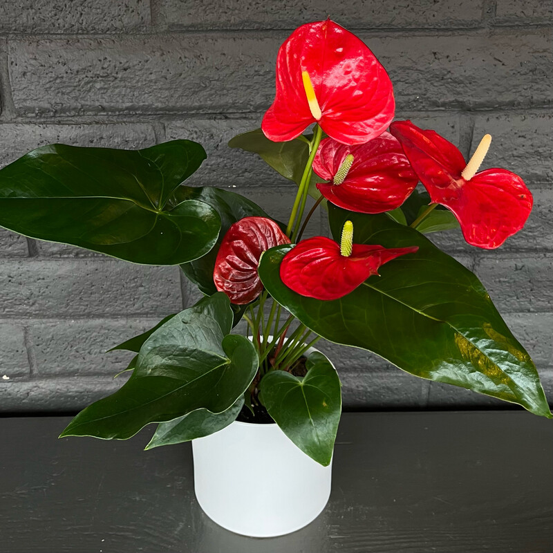 ANTHURIUM: RED IN POT