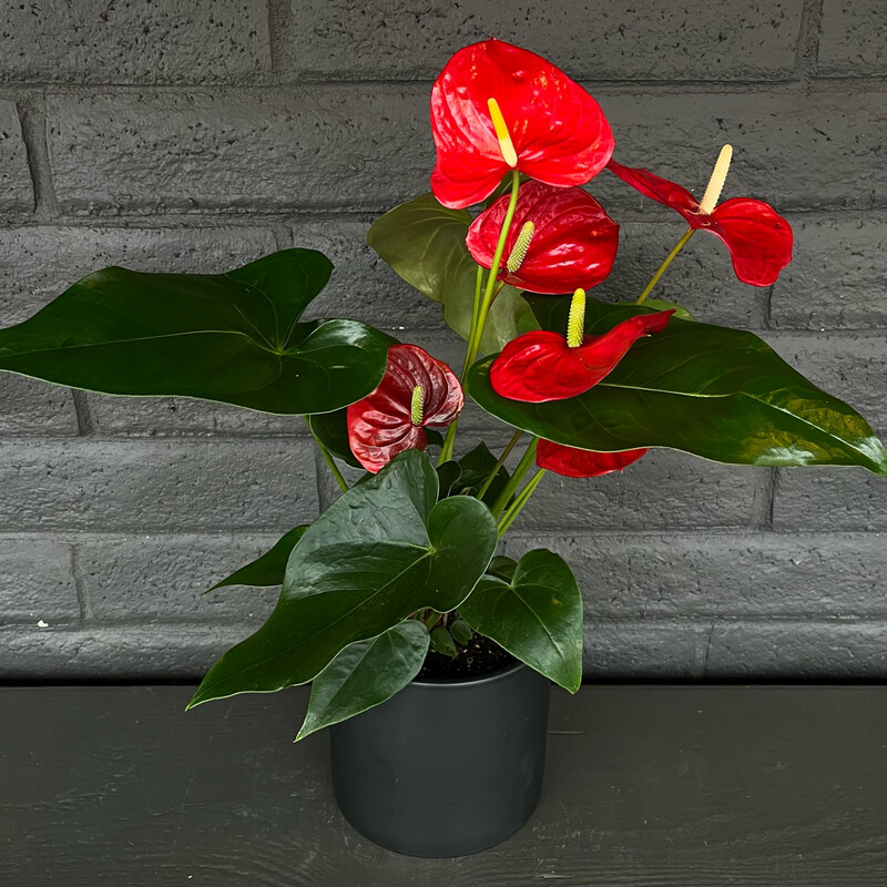 ANTHURIUM: RED
