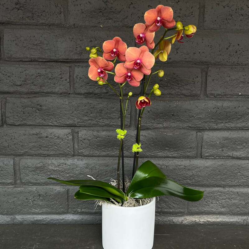 PHALAENOPSIS ORCHID: SUNSET