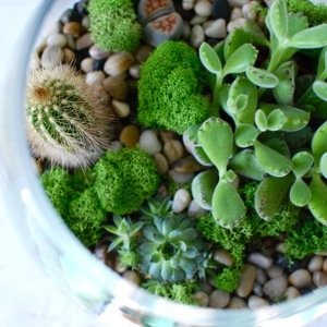 TERRARIUM