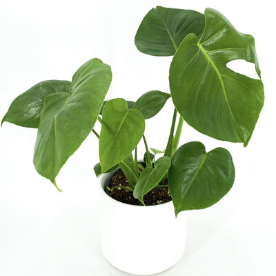 PLANTS