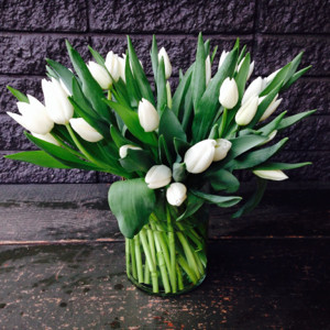 CLASSIC TULIPS