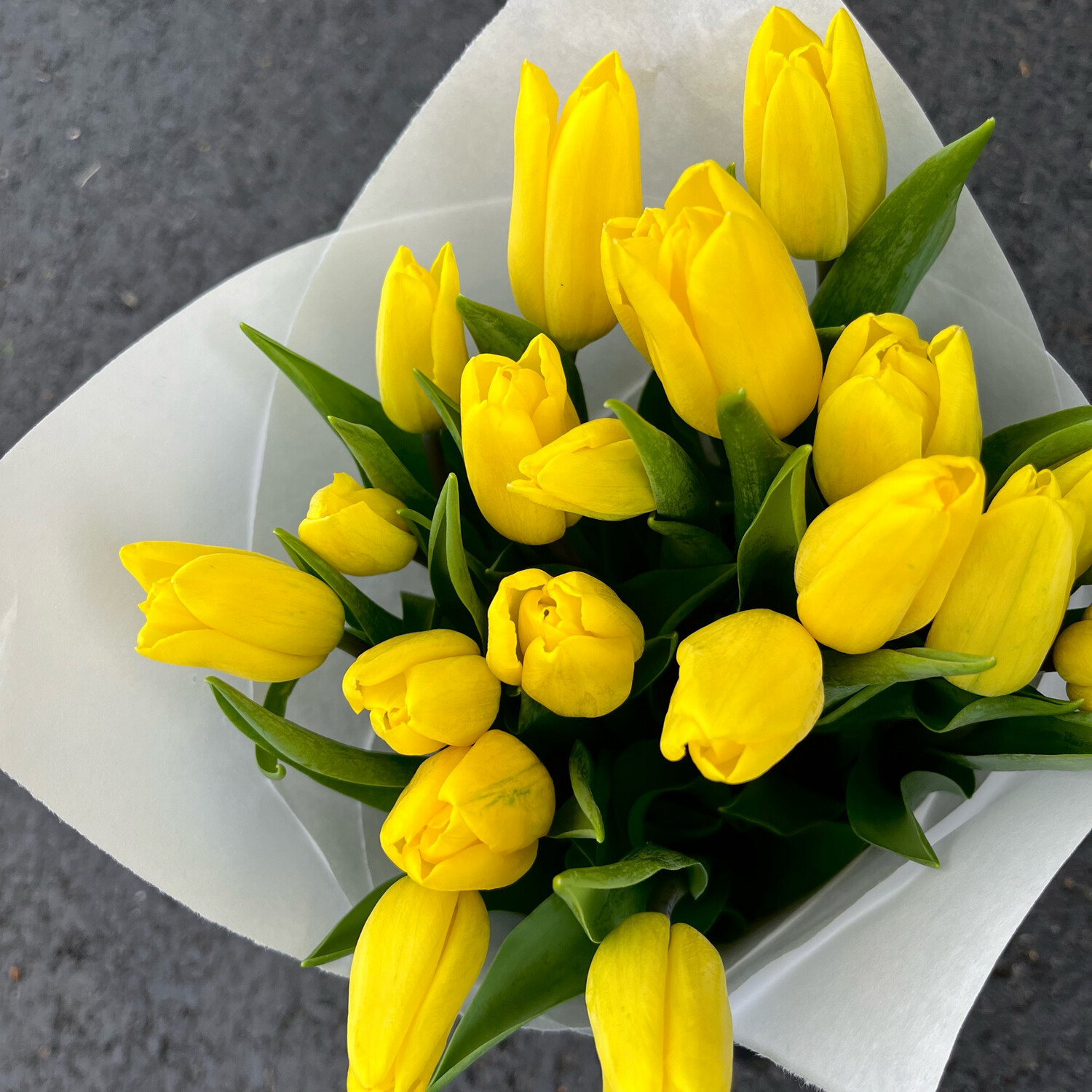 TULIPS! LOOSE WRAP