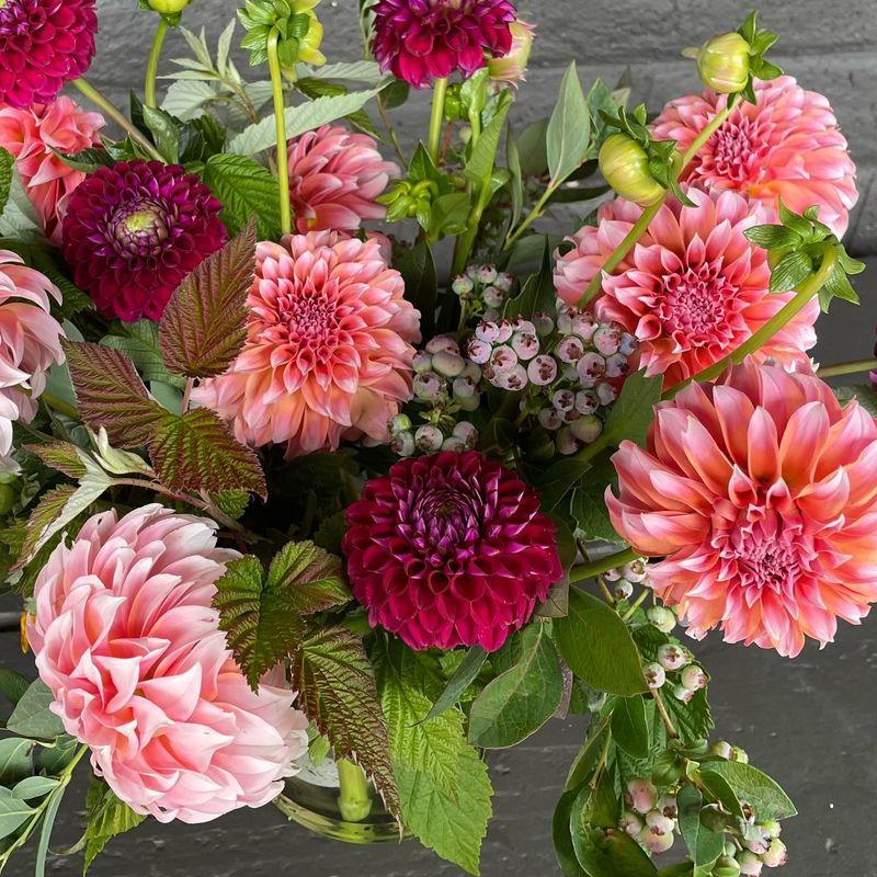 SURPRISE ME! DAHLIAS
