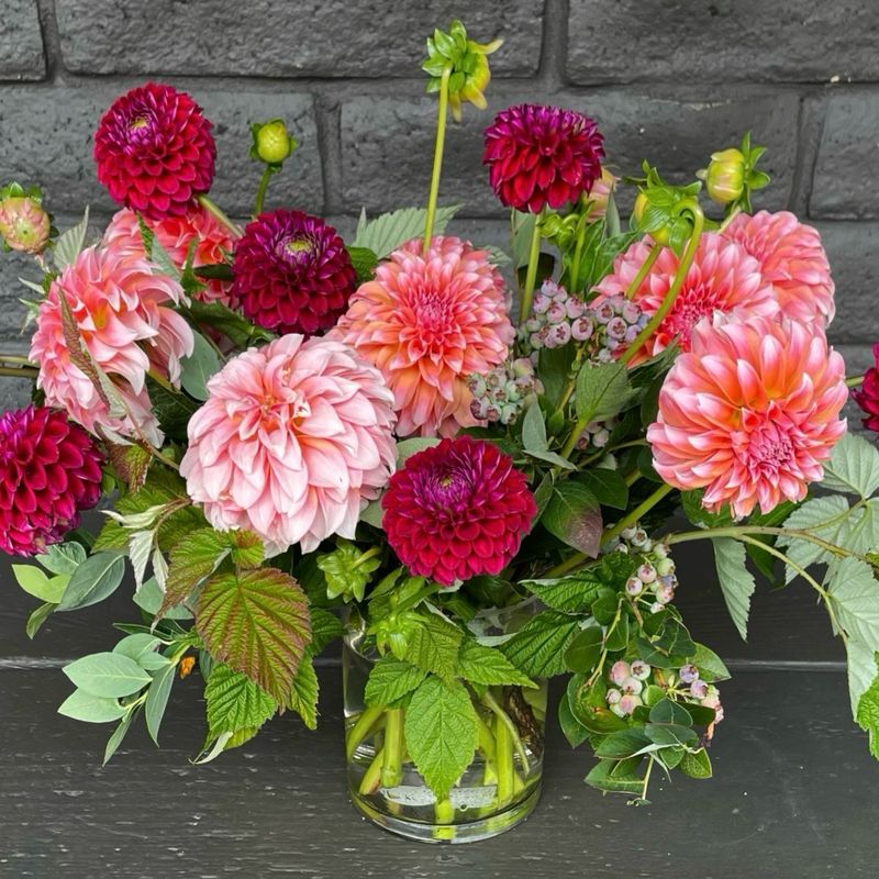 SURPRISE ME! DAHLIAS