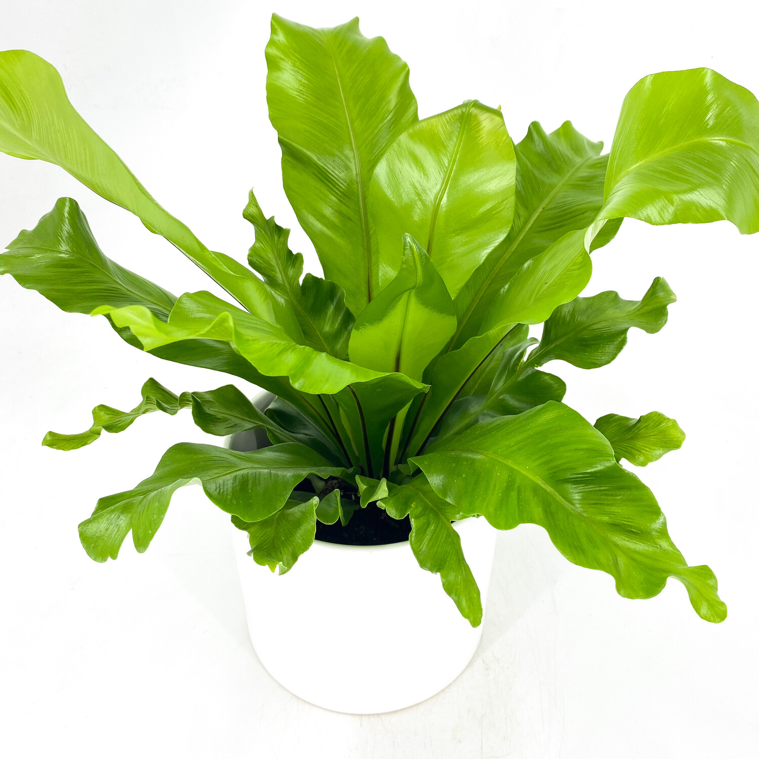 BIRDS NEST FERN IN POT