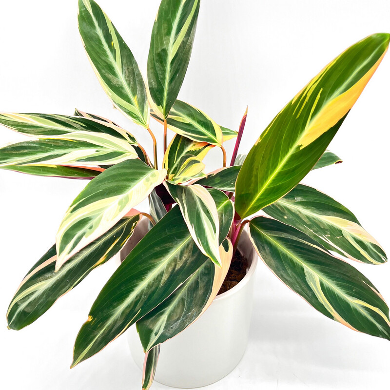 TRIOSTAR STROMANTHE
