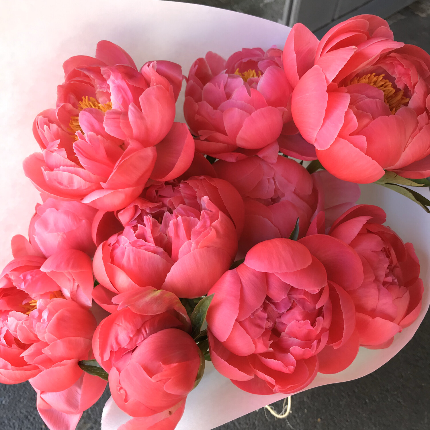 PEONIES! LOOSE WRAP