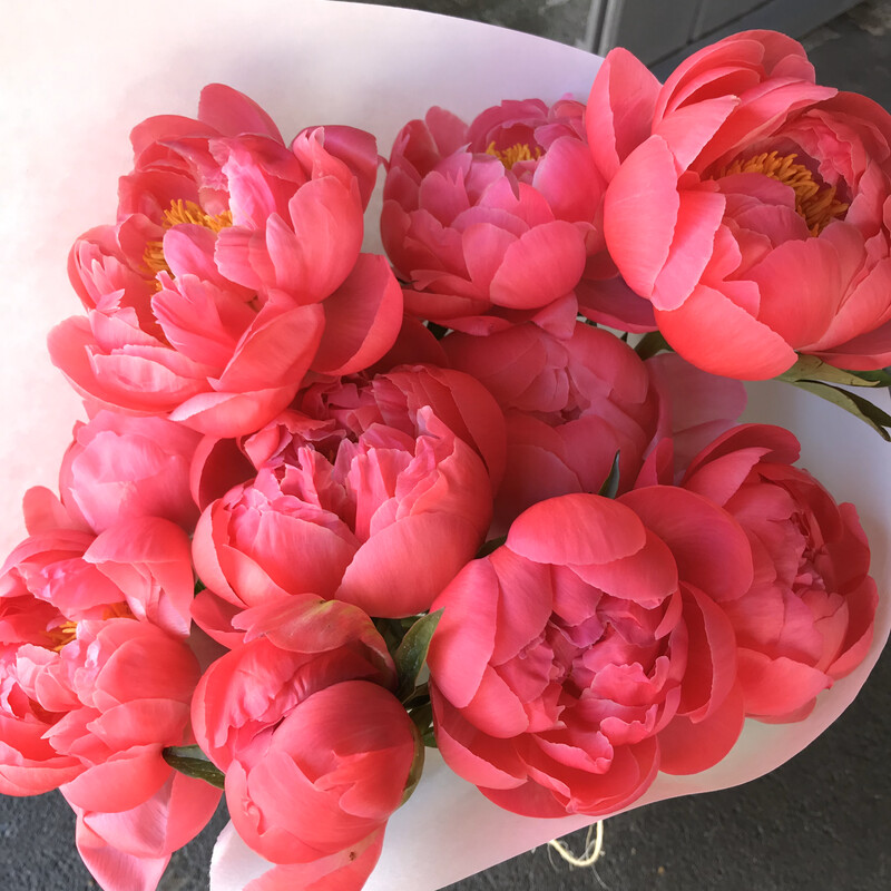 PEONIES! LOOSE WRAP
