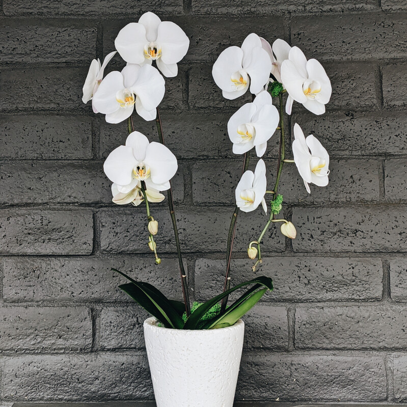 DOUBLE PHALAENOPSIS ORCHID: WHITE