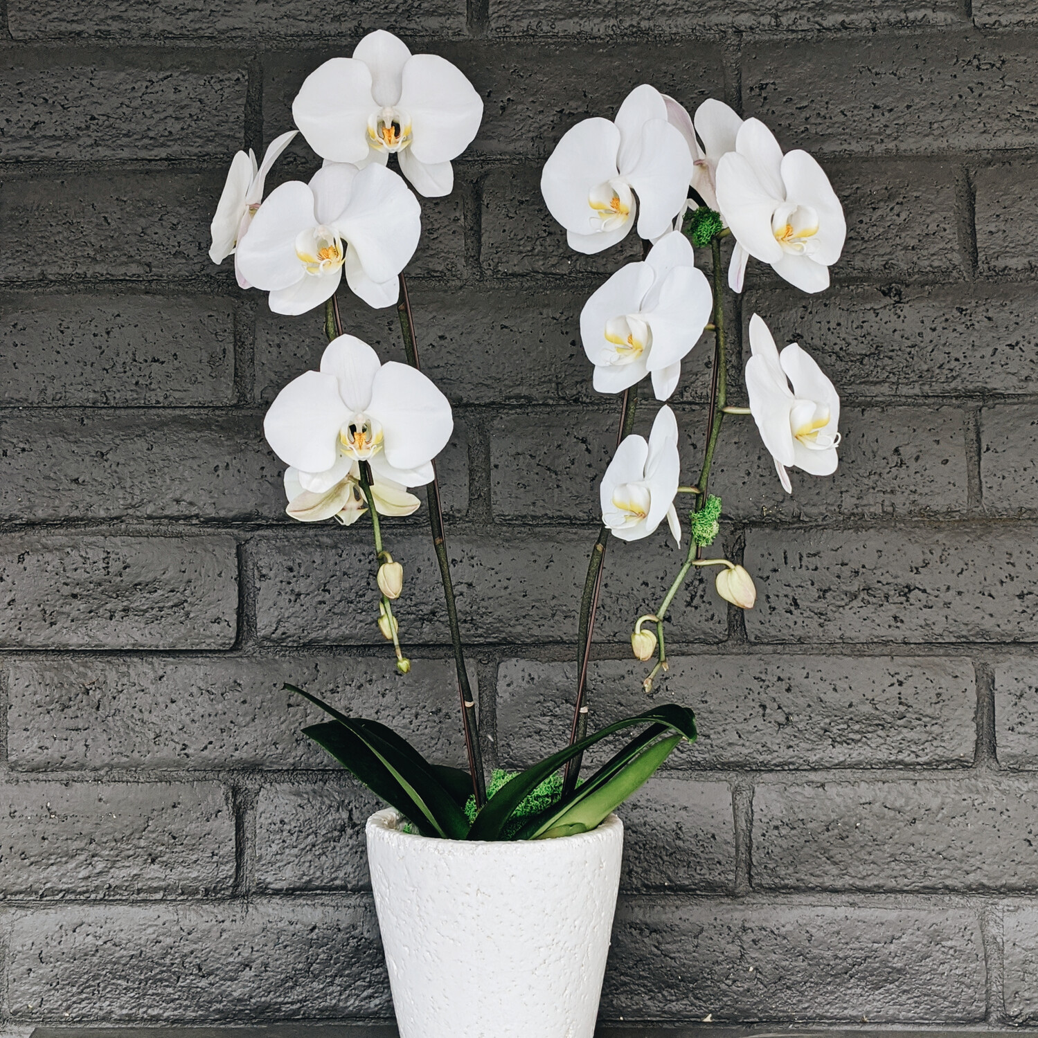 DOUBLE PHALAENOPSIS ORCHID: WHITE